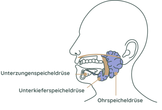 Anatomie der Speicheldrüsen: Ohrspeicheldrüse, Unterkieferspeicheldrüse und Unterzungenspeicheldrüse im Querschnitt